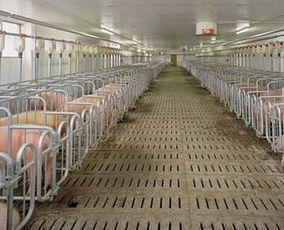 规模化养猪场的商品肉猪专业场