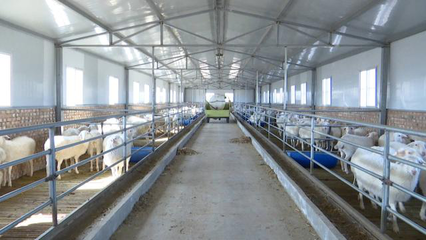 合水县:大力发展羊产业 带领群众“发羊财”
